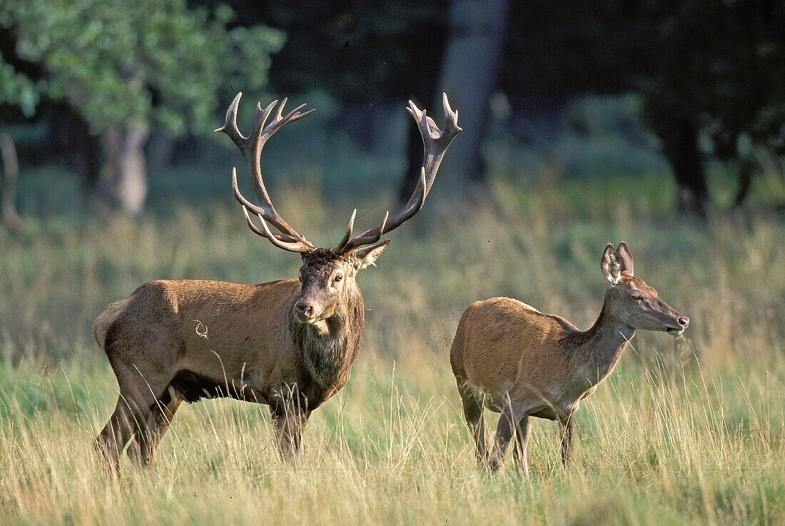 Red Deers, male and female, (Cervus elaphus)