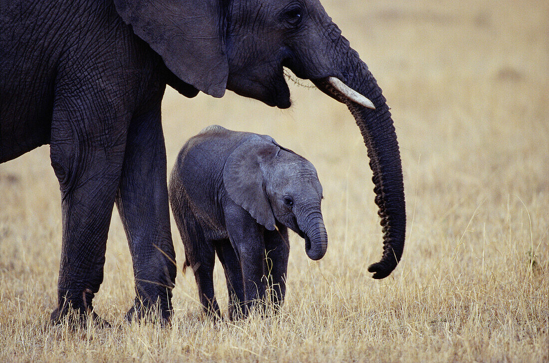 African Elephants (Loxodonta africana). Masai Mara. Kenya