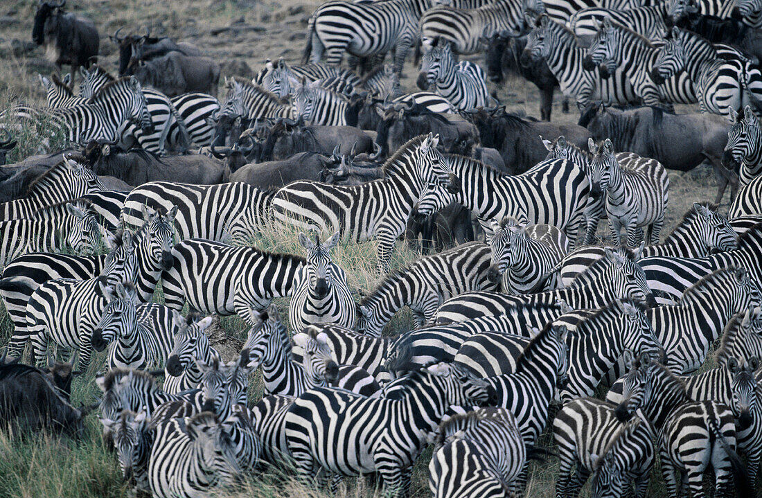 Common Zebras (Equus burchelli). Masai Mara Natural Reserve. Kenya