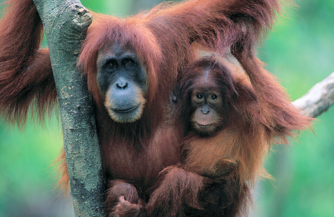 Orang-Utans (Pongo pygmaeus). Mother and baby. Gunung Leuser National Park. Indonesia
