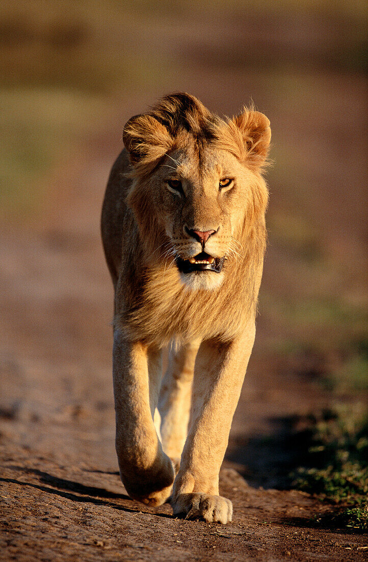 Young Lion (Panthera leo). Masai Mara. Kenya