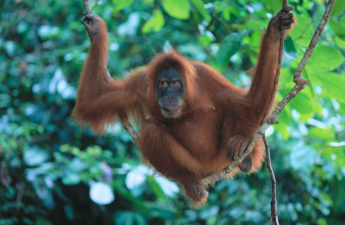 Orang-Utan (Pongo pygmaeus). Gunung Leuser National Park. Indonesia