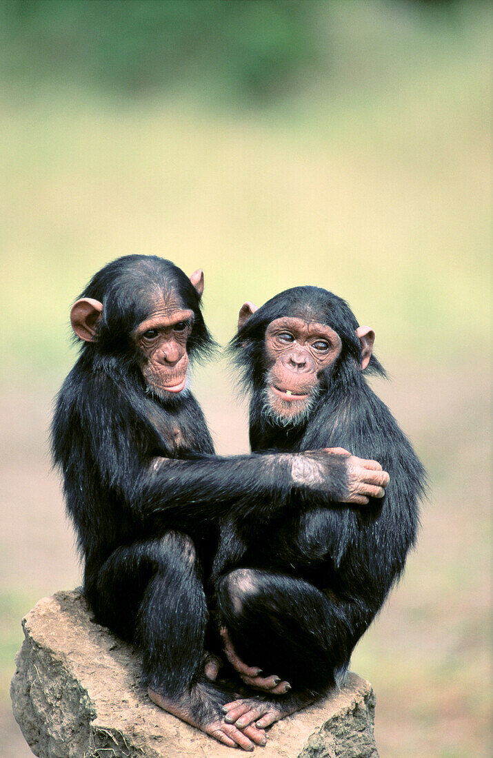 Chimpanzees (Pan troglodytes)