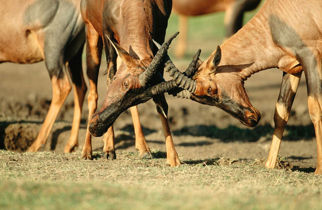Topis (Damaliscus korrigum). Masai Mara. Kenya