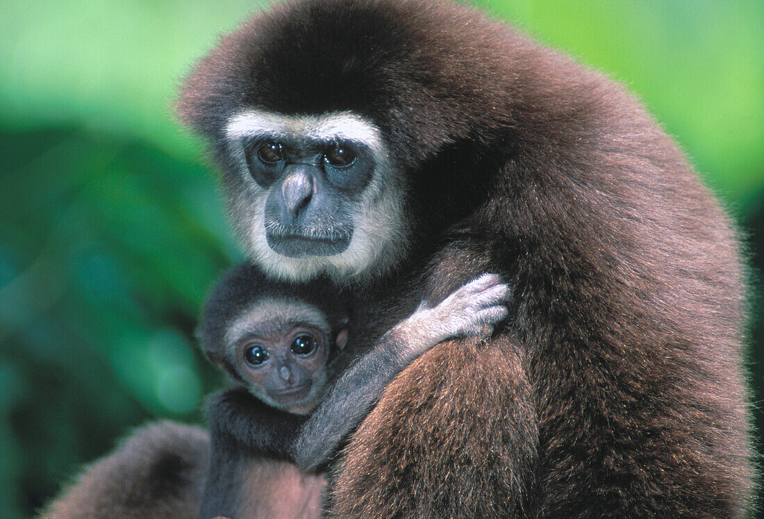 White-Handed Gibbons (Hylobates lar)