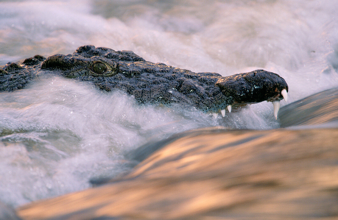 Nile Crocodile (Crocodylus niloticus). Serengeti National Park. Tanzania