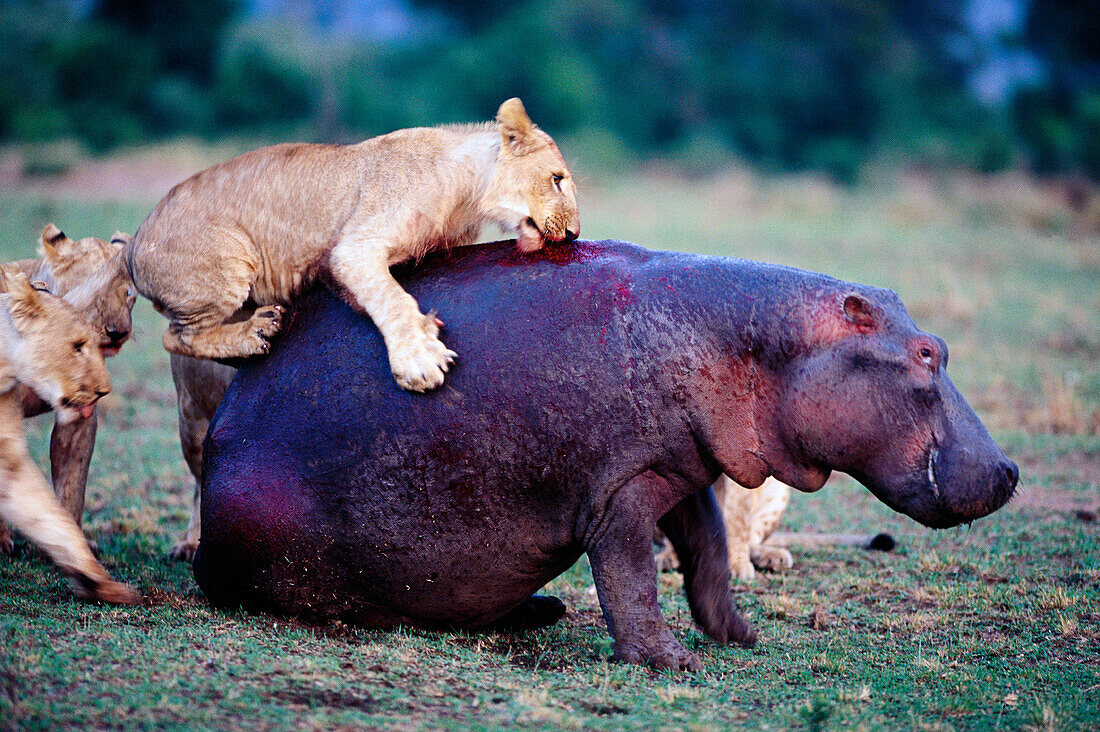 Lions attacking Hippopotamus. Masai Mara. Kenya