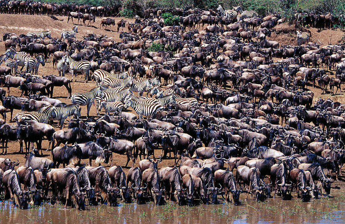 Wildebeest (Connochaetes taurinus) drinking. Masai Mara. Kenya