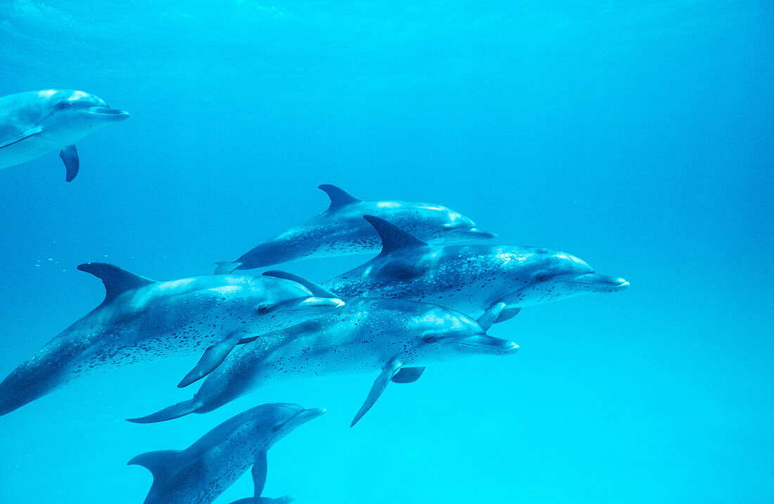 Spotted Dolphins (Stenella frontalis). Bahamas