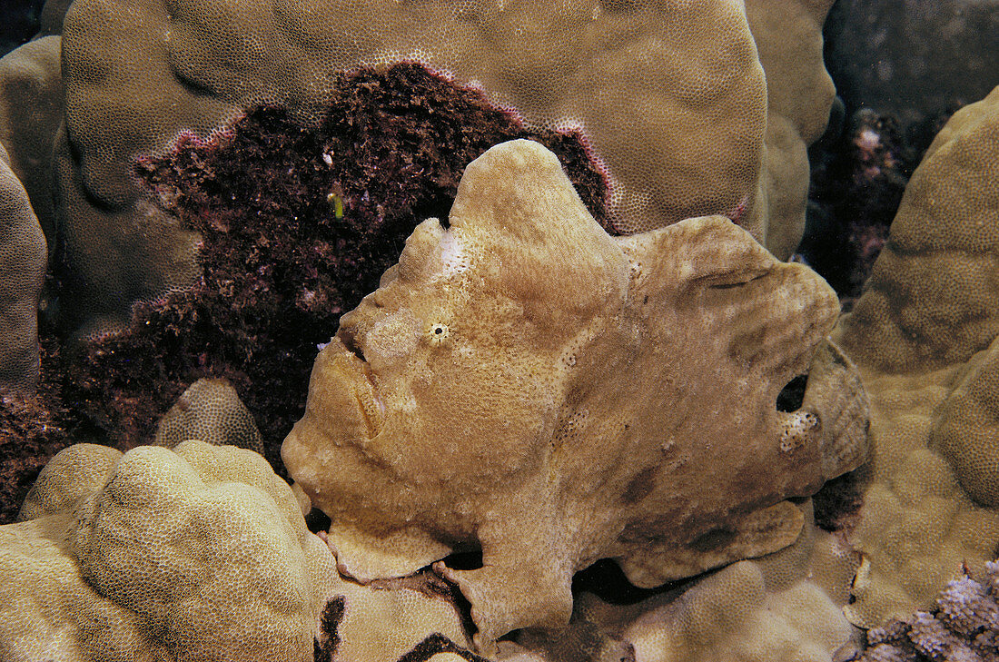 Commerson s Frogfish (Antennarius commersoni), hiding in coral. Hawaii. USA