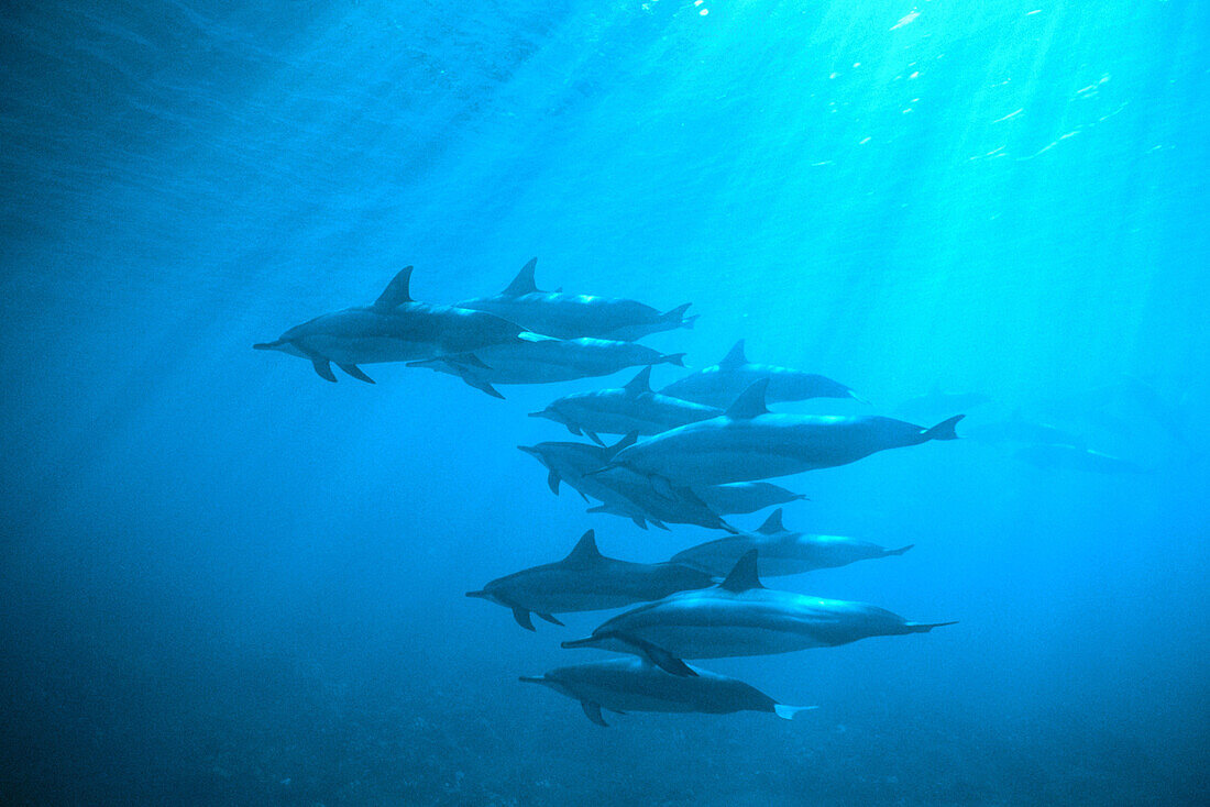 Spinner Dolphins (Stenella longirostis). Hawaii. USA