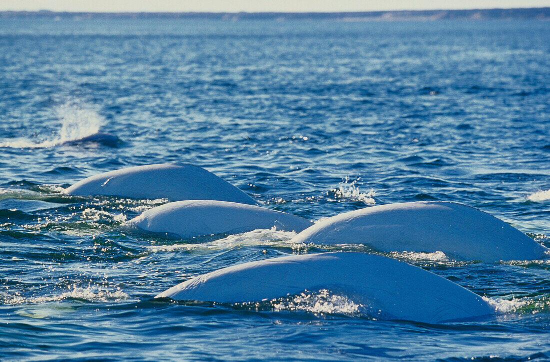Belugas (Delphinapterus leucas). Churchill River, Hudson Bay. Manitoba. Canada