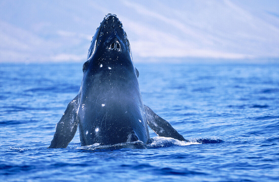 Humpback whale (Megaptera Novaeangliae). Hawaii. USA