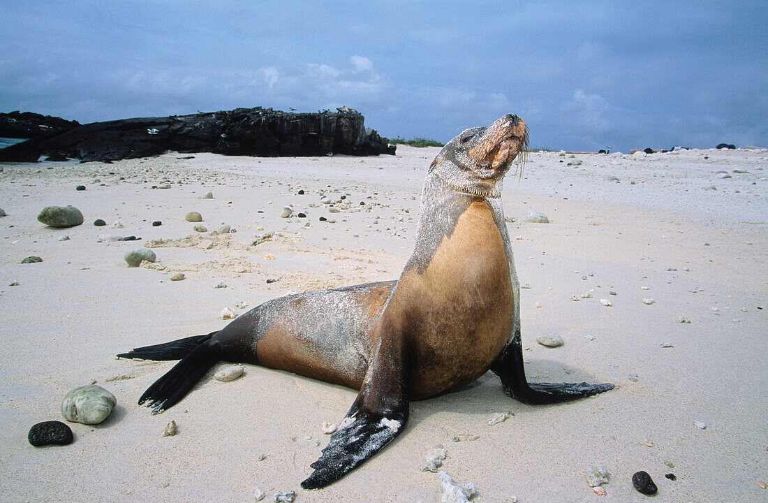 Sea Lion (Zalophus californianus) on the beach of the Genovesa Island. Galapagos. Ecuador