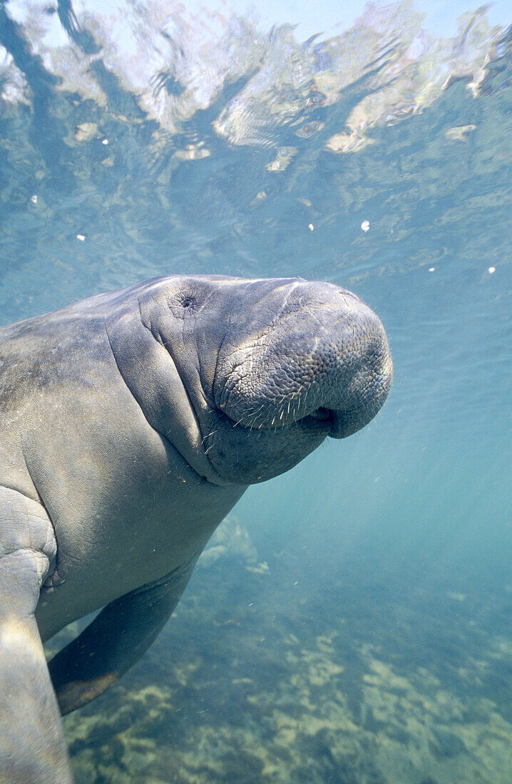 West Indian Manatee (Trichechus Manatus). Homosassa river. Florida. USA