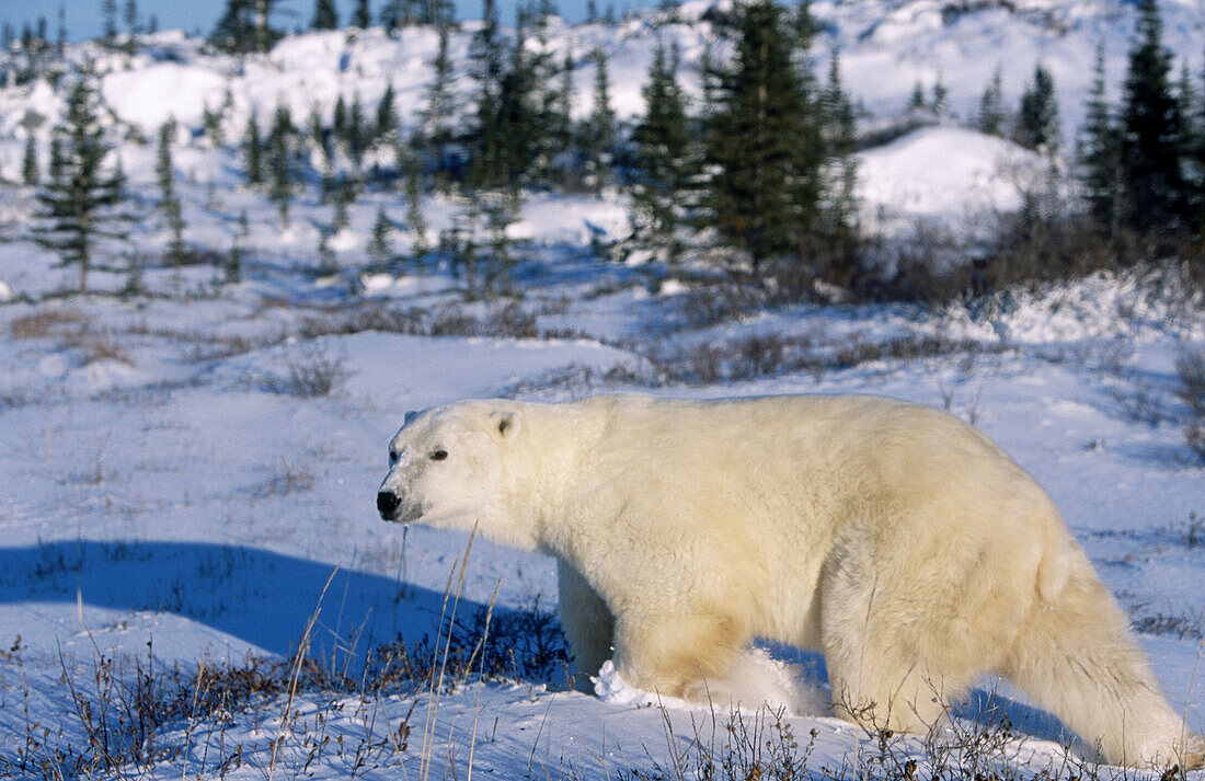 Adult polar bear (Ursus maritimus) in fresh snow. Boreal Forest. Northern Hudson Bay. Manitoba. Canada