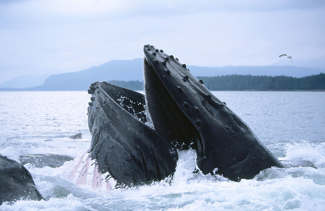 Humpback Whale(Megaptera novaeangliae). Alaska. USA