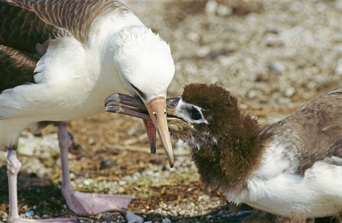 Laysan Albatross (Diomedea immutabilis) chick feeding in Northwest Hawaiian Islands, USA