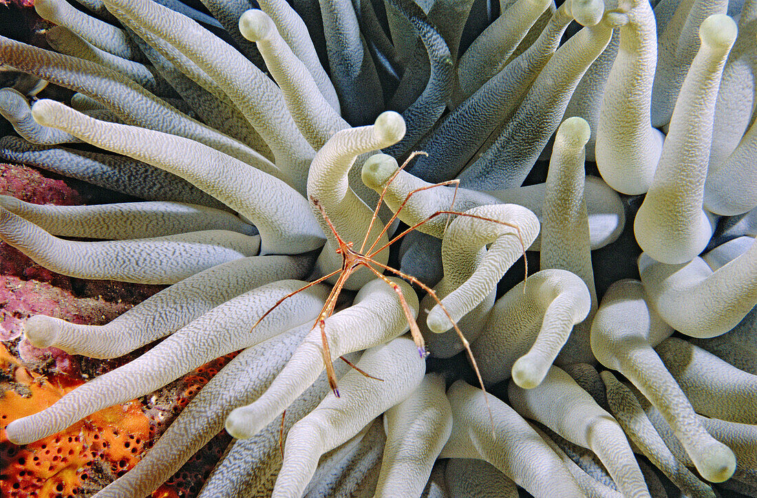 Arrow crab resting in sea anemone. Caribbean