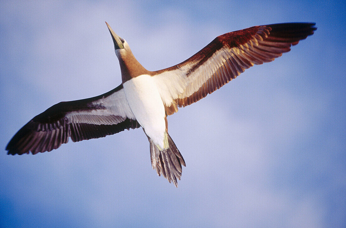 Adult Brown Bobby (Sula leucogaster) in flight near San Pedro Mártir island, Gulf of California, Mexico