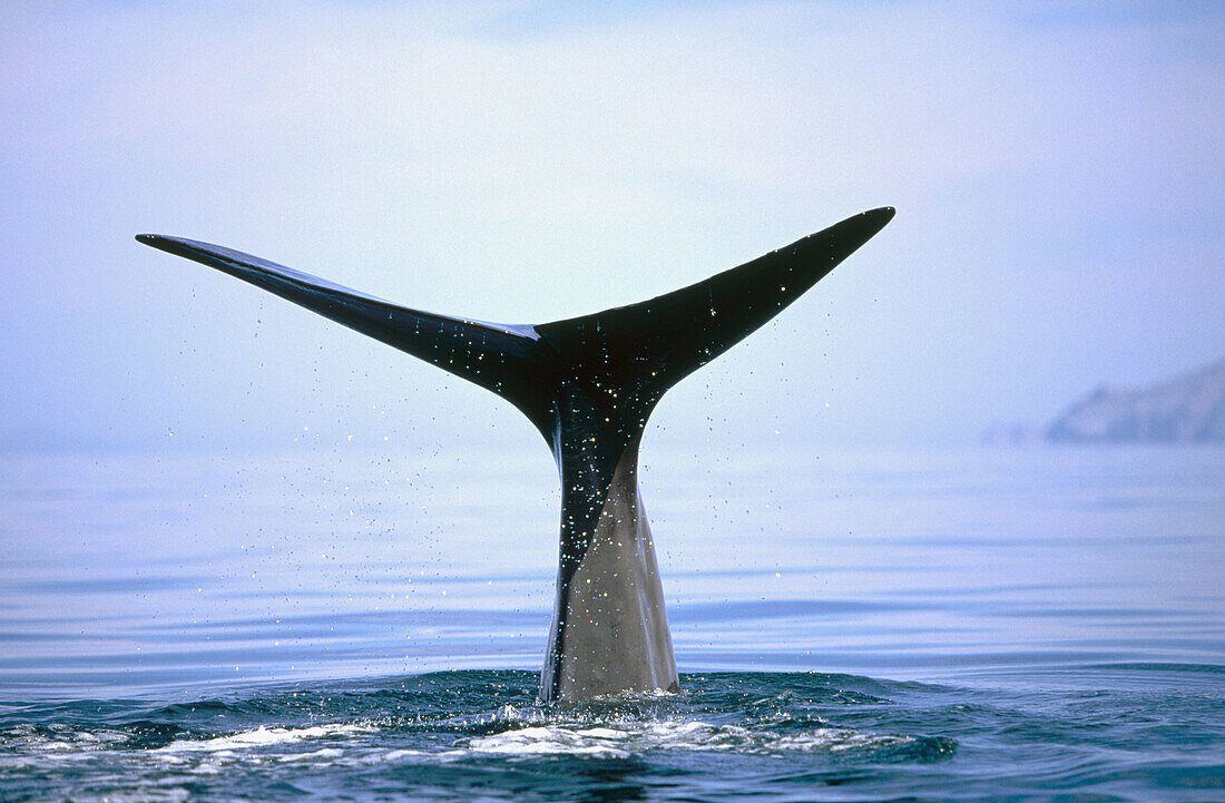 Sperm Whale (Physeter macrocephalus) fluke-up dive sequence in the Northern Gulf of California, Mexico