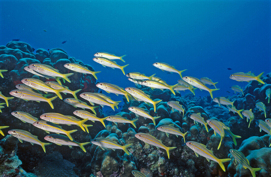 Yellow Goatfish (Mulloides martinicus) schooling. Saba, Caribbean