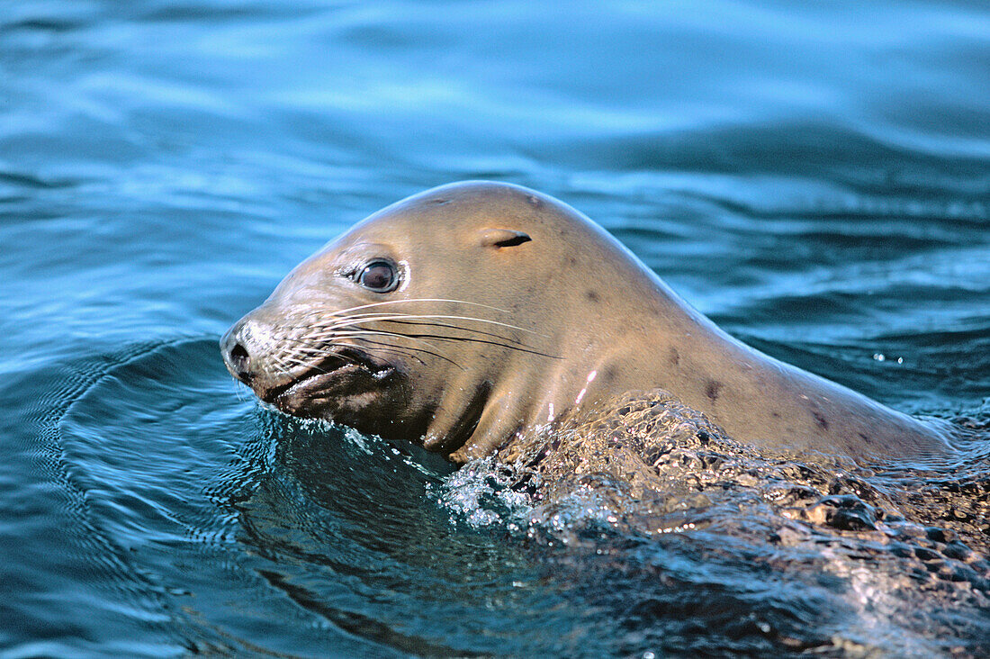 Subadult Steller sea lion (Eumetopias jubatus). Brothers islands. Southeast Alaska. USA.