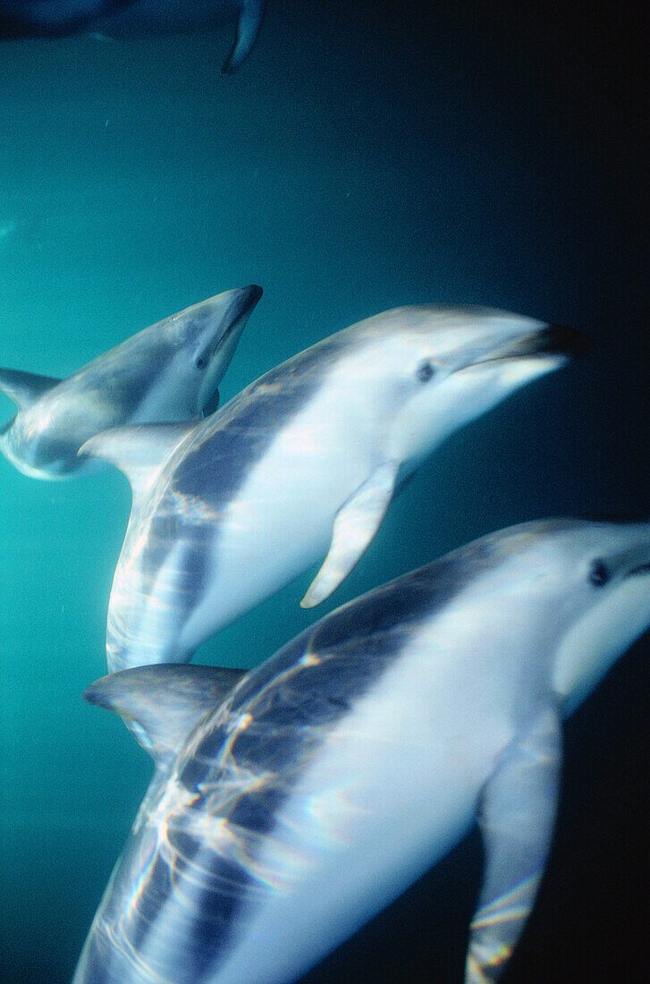 Lagenorhynchus obscurus. Southern dusky dolphin underwater in Peninsula Valdez. Patagonia.