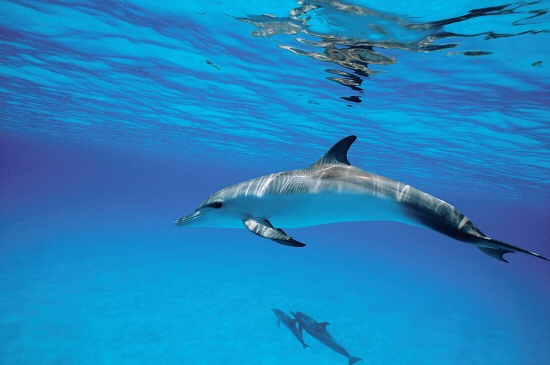 Young male spotted dolphin underwater. Bahamas.