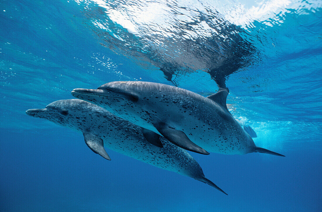Spotted dolphin pair off Little Bahama banks. Grand Bahama Island.