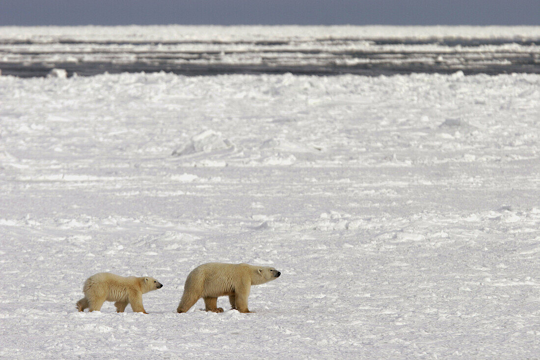 Mother and COY (Cub of Year) Polar Bear (Ursus maritimus) walking on sea ice near Churchill, Manitoba, Canada.