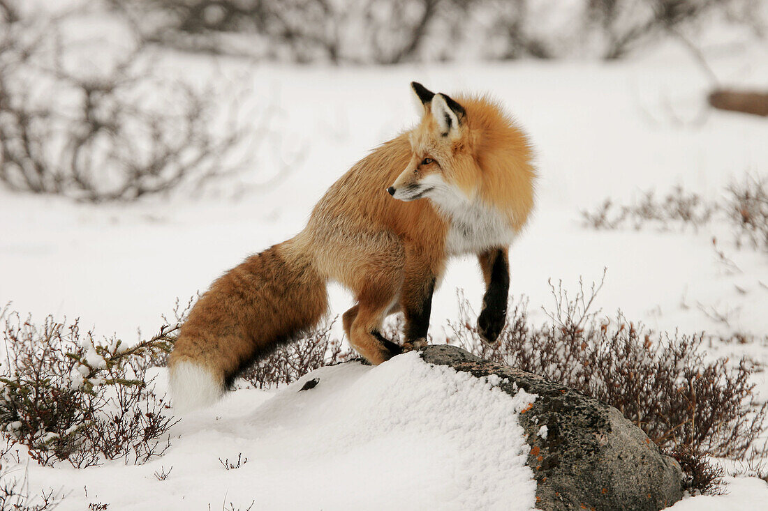 Adult Red Fox (Vulpes vulpes) near Churchill, Manitoba, Canada along the shores of Hudson Bay.