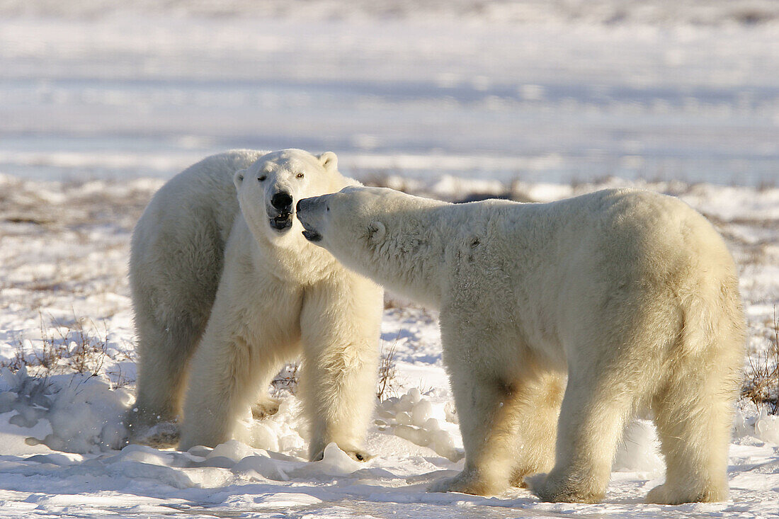 Adult male Polar Bears (Ursus maritimus) in ritualistic fighting stance (injuries are rare) near Churchill, Manitoba, Canada.