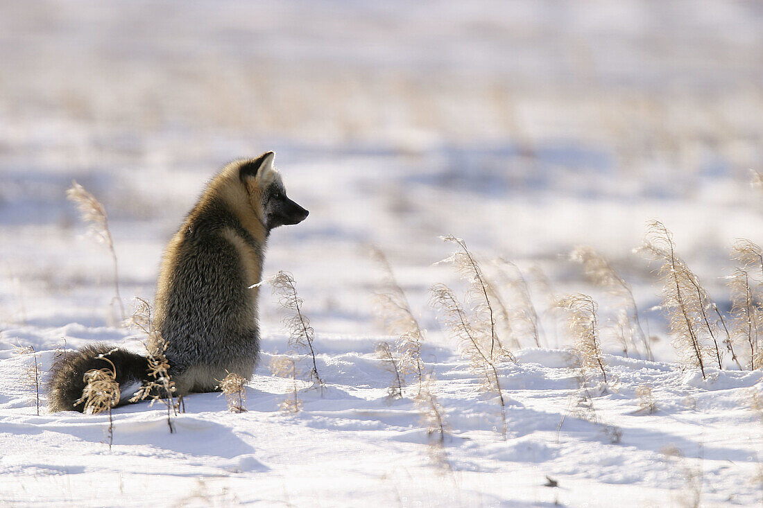 Adult Red Fox (Vulpes vulpes) listening for prey on fresh snow near Churchill, Maitoba, Canada.