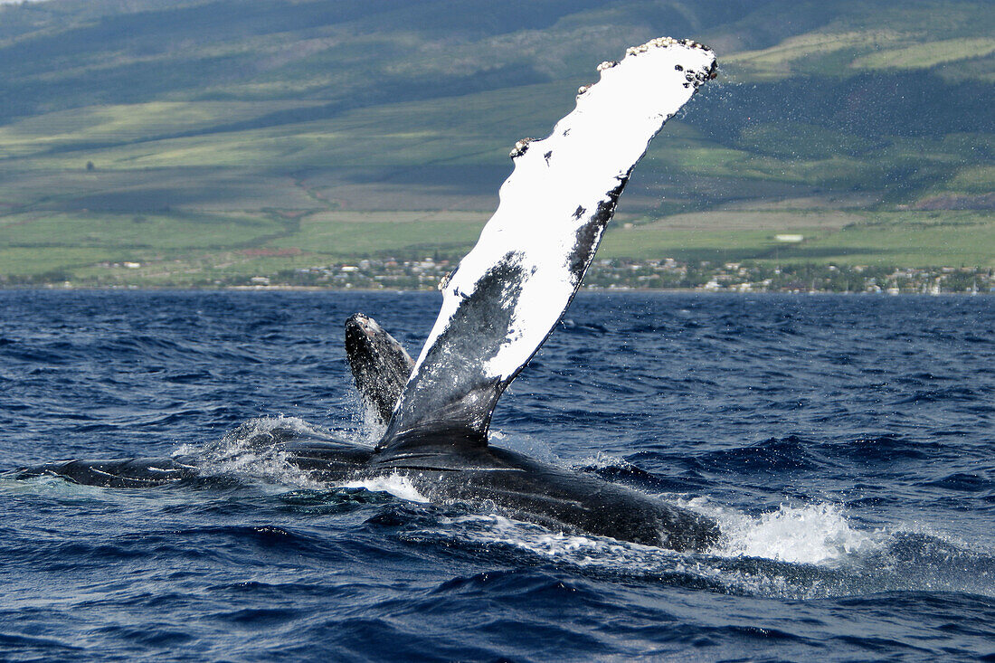  Animal, Animals, Blue, Cetacean, Cetaceans, Coast, Coastal, Color, Colour, Daytime, Exterior, Fauna, Horizontal, Marine life, Marine mammal, Marine mammals, Motion, Movement, Moving, Nature, One, Outdoor, Outdoors, Outside, Power, Sea, Sea mammal, Sea ma