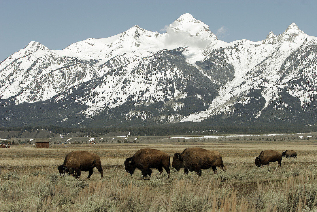 Adult American Bison (Bison bison) in Jackson Hole, at the base of the Teton Mountain Range, Wyoming.