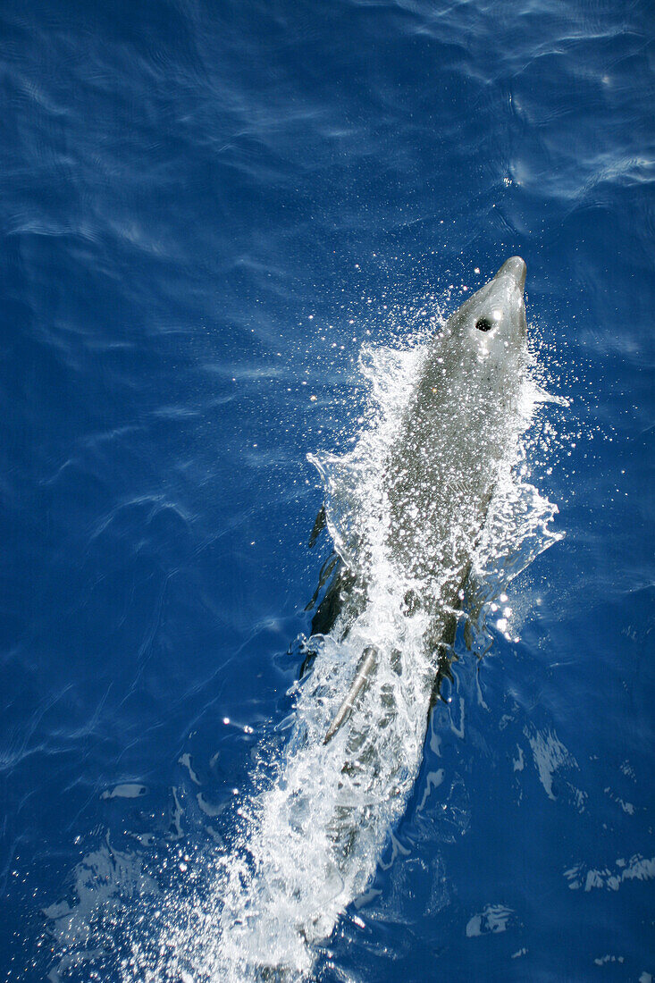 Adult Bottlenose Dolphin (Tursiops truncatus) bow-riding the pressure wave in front of boat in Isla Socorro, Revillagigedos, Mexico.