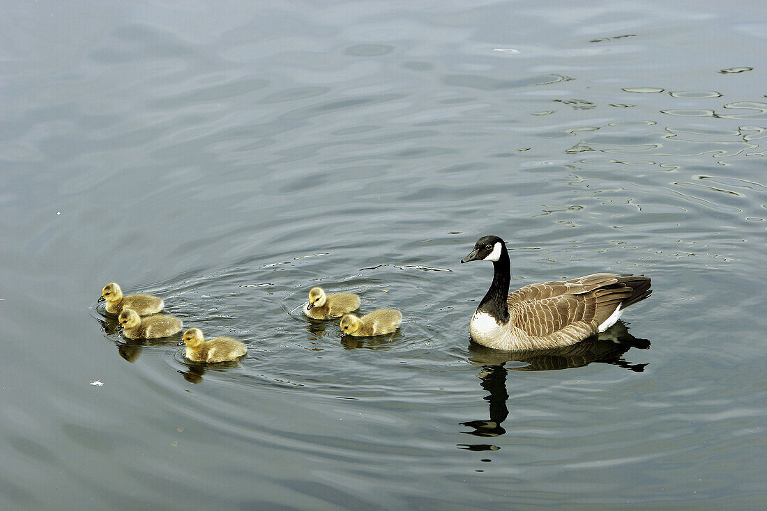 Adult Canada Geese (Branta canadensis) with goslings on the Oxbow Bend of the Snake River, Wyoming.