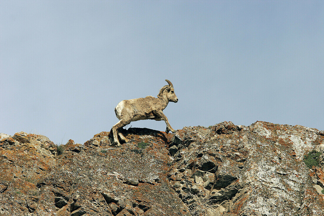 Female Bighorn Sheep (Ovis canadensis) outside Jackson Hole, Wyoming.