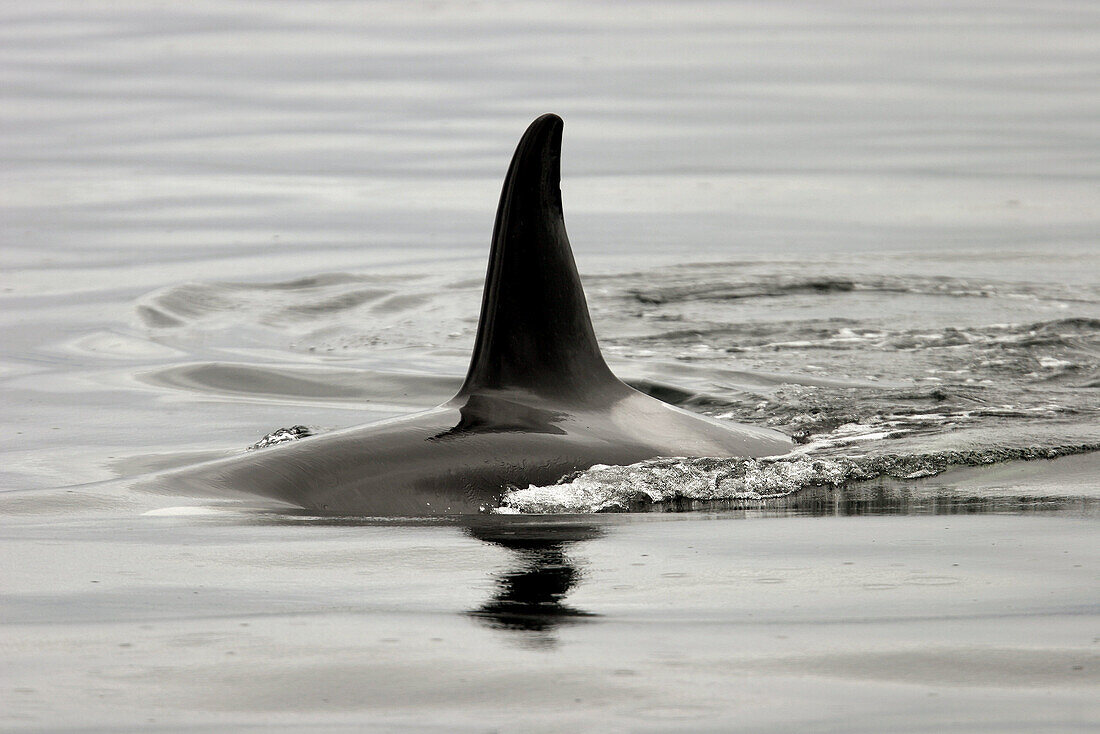 Killer Whales (Orcinus orca) in Southeast Alaska, USA. Pacific Ocean.