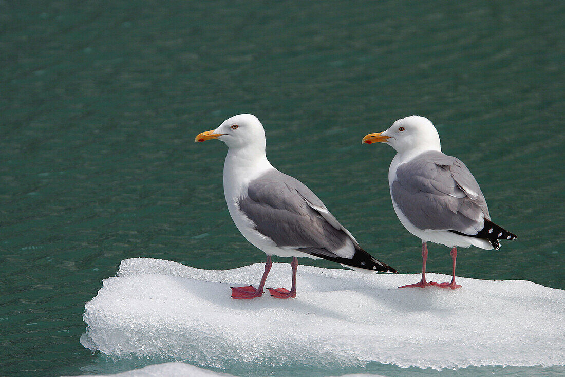 Adult Gull (Larus spp.) resting on calved ice from the Sawyer Glacier in Tracy Arm, Southeast Alaska, USA.
