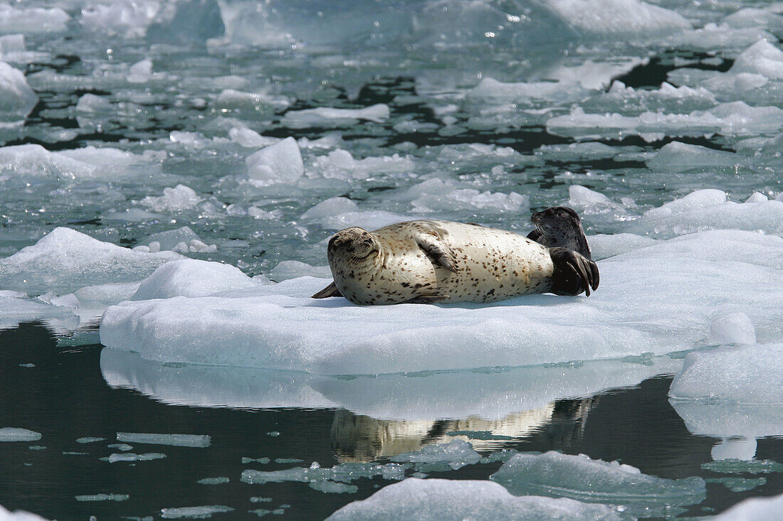 Harbor Seal (Phoca vitulina) mother and pup on ice in Tracy Arm, Southeast Alaska, USA.