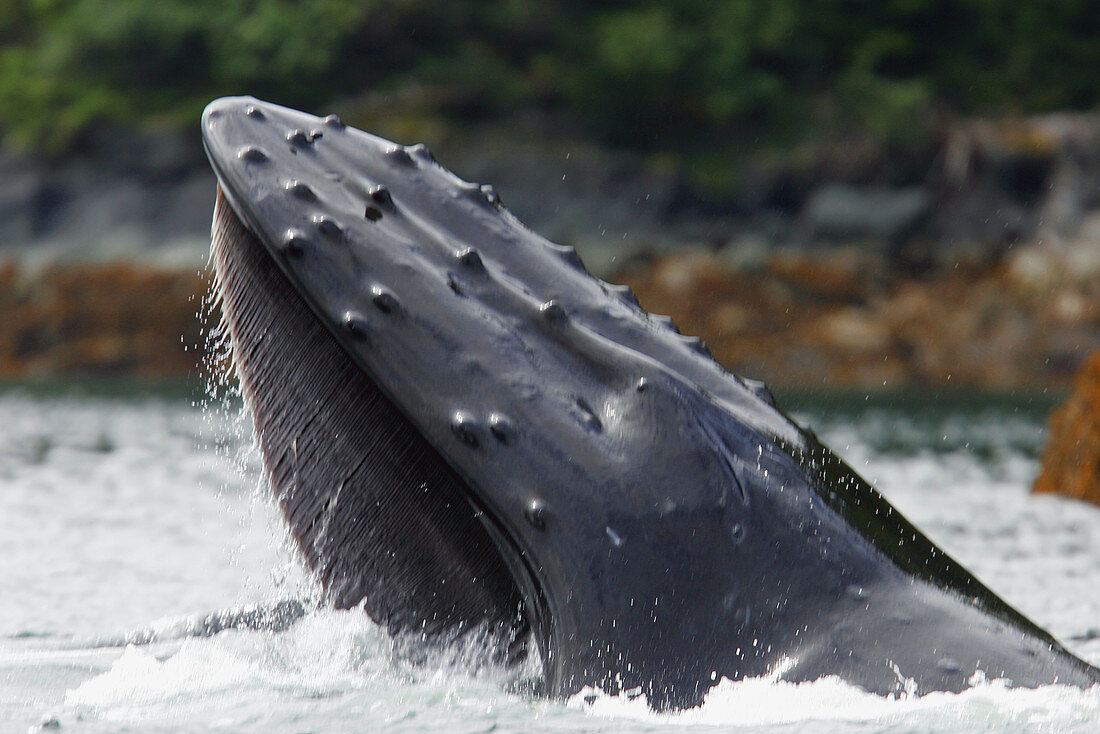 North Pacific Humpback Whale (Megaptera novaeangliae) lunge-feeding in Southeast Alaska, USA.