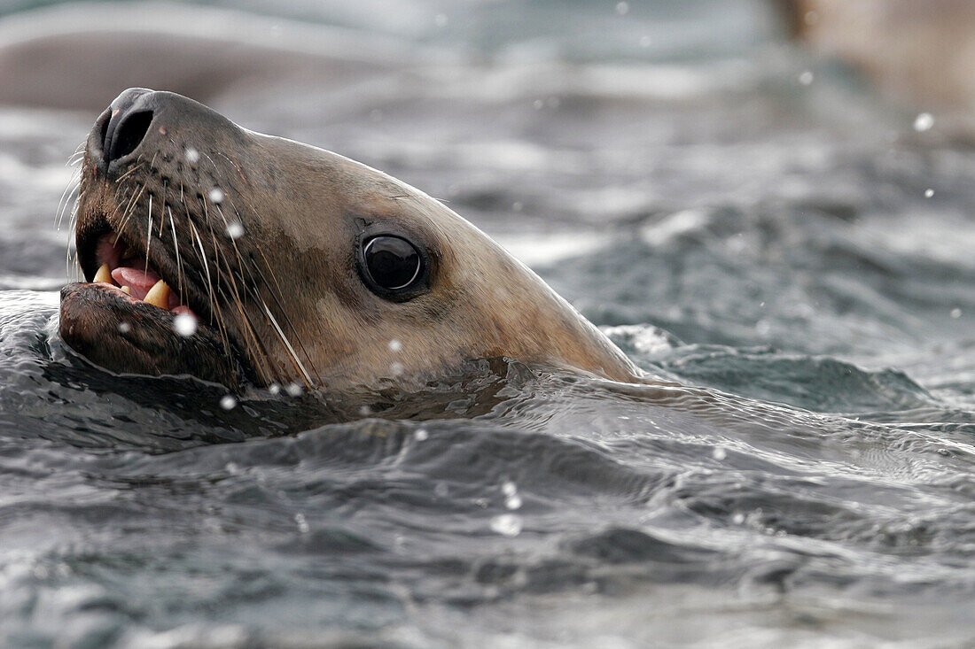 Steller (Northern) Sea Lions (Eumetopias jubatus) in Southeast Alaska, USA.