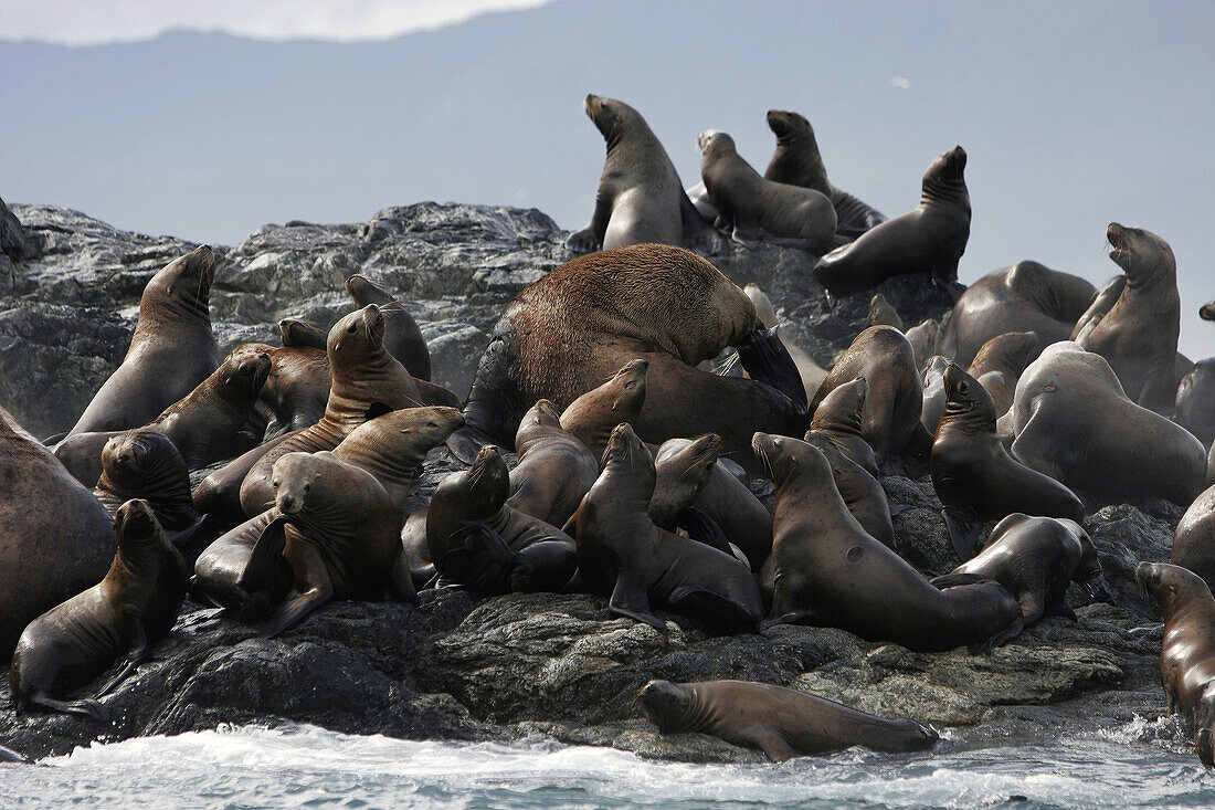 Steller (Northern) Sea Lions (Eumetopias jubatus) hauled out in Southeast Alaska, USA.