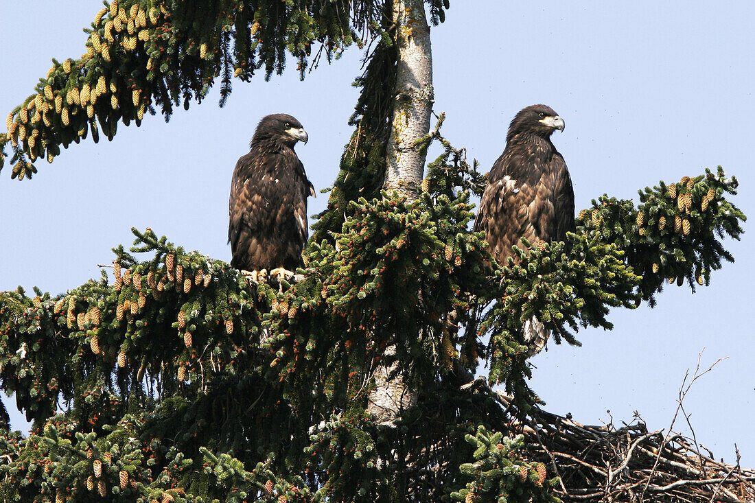 Two juvenile American Bald Eagles (Haliaeetus leucocephalus) nesting in a spruce tree in Southeast Alaska, USA. Pacific Ocean.