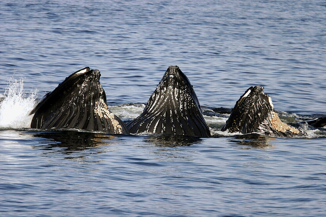 Humpback Whales (Megaptera novaeangliae) cooperatively bubble-net feeding in Southeast Alaska, USA.