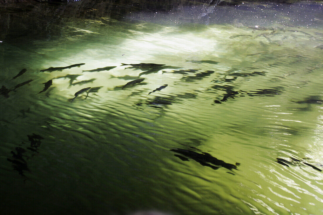 Adult pink salmon (Oncorhynchus gorbuscha) spawning in a stream in southeast Alaska, USA.