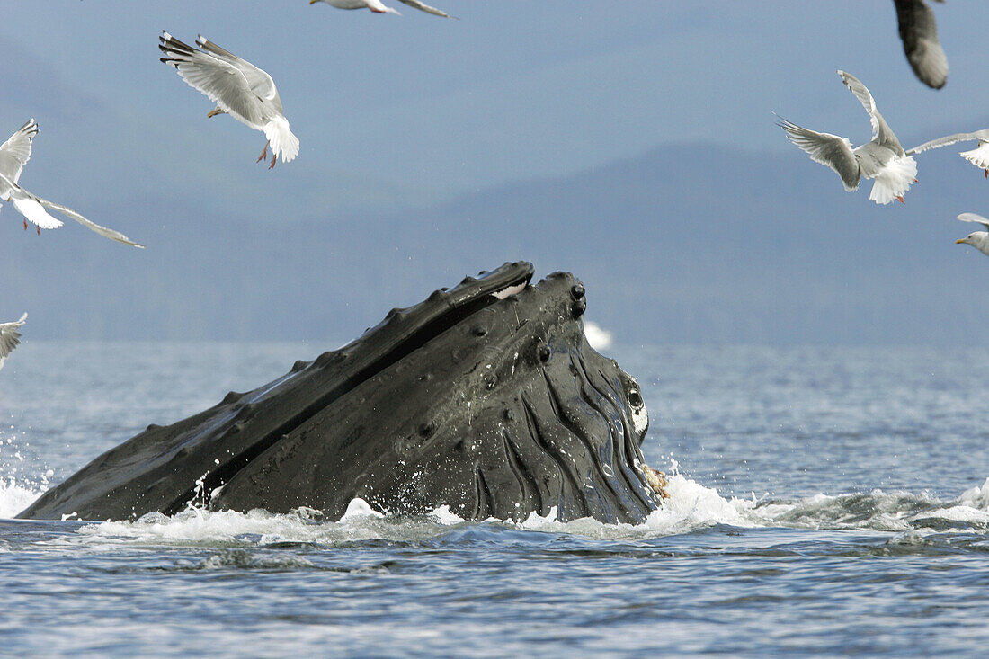 Adult humpback whales (Megaptera novaeangliae) cooperative bubble-net feeding in Iyoukeen Bay, southeast Alaska, USA.