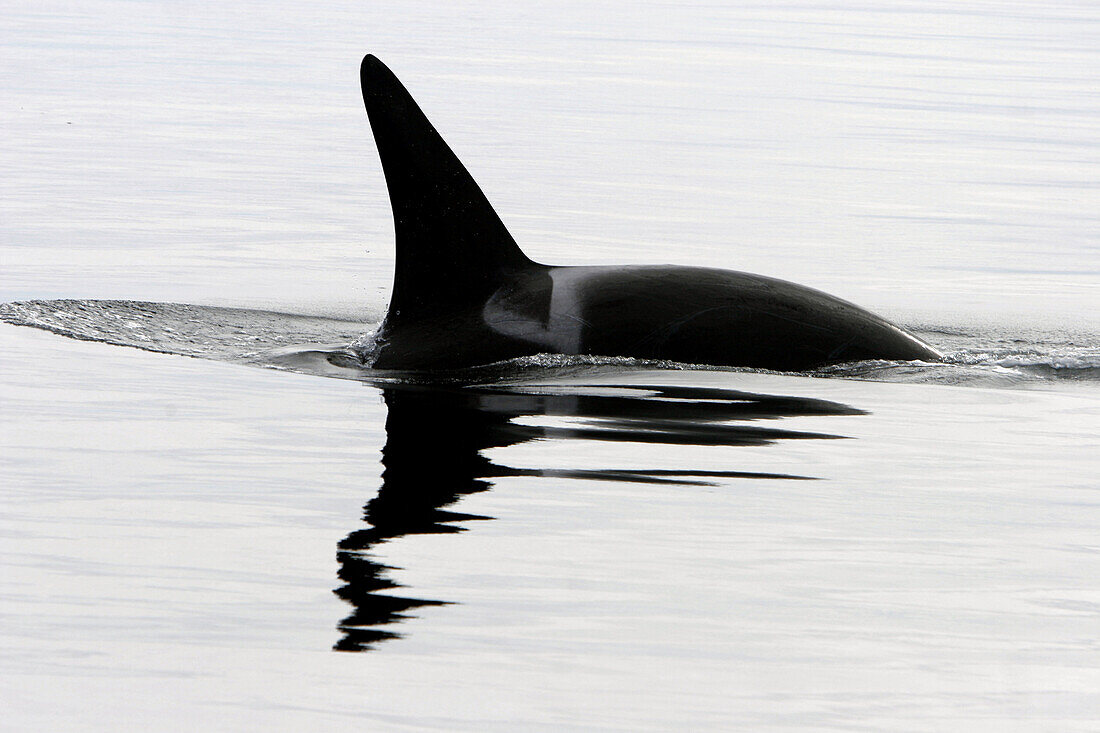Adult male Orca (Orcinus orca - also known as killer whale) surfacing in Southeast Alaska, USA.